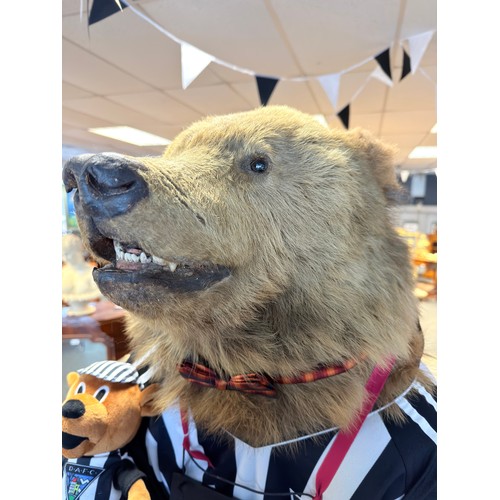 130A - Victorian 19th Century full size taxidermy brown bear 