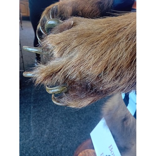 130A - Victorian 19th Century full size taxidermy brown bear 