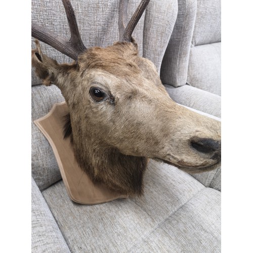 295 - Large stags with 6 pointer antlers on display plaque.