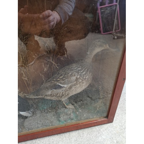 62a - Large pair of taxidermy ducks in fitted casing.