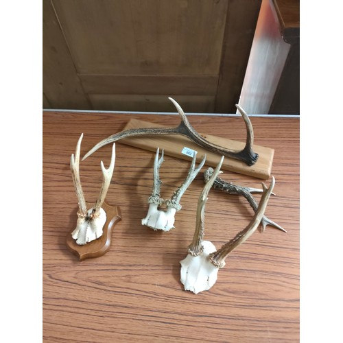 382 - Lot of antlers with plaques etc.