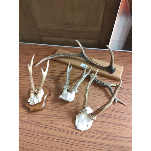 382 - Lot of antlers with plaques etc.