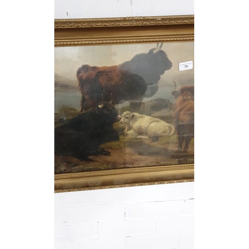 75 - Large oil painting of highland cattle scene framed .