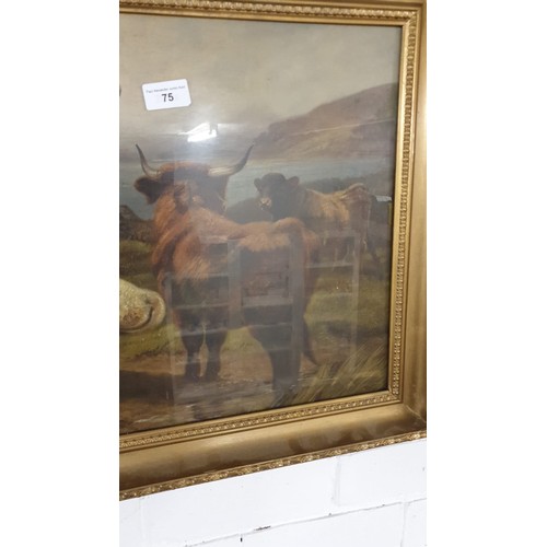 75 - Large oil painting of highland cattle scene framed .