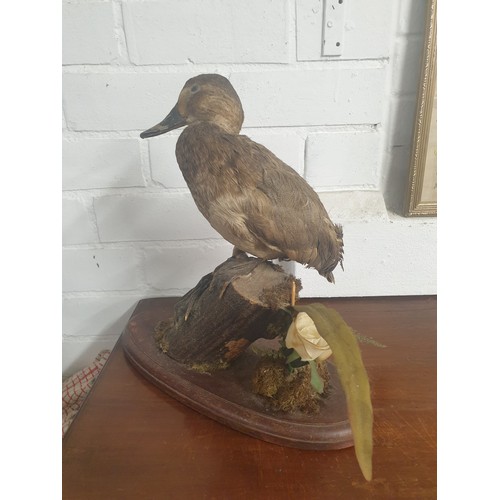 101 - Taxidermy Duck On Wood Log With Wooden Plinth