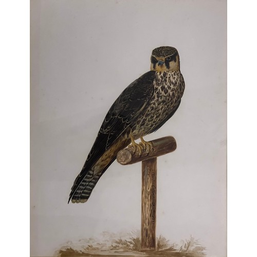 120 - Property of a Gentleman.A Hobby Hawk Standing. Signed and dated 'Charles Collins 1737'. Watercolour ... 