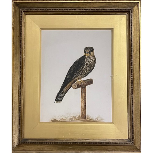 120 - Property of a Gentleman.A Hobby Hawk Standing. Signed and dated 'Charles Collins 1737'. Watercolour ... 