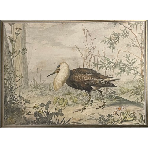 125 - Property of a Gentleman.Watercolour of an Exotic Bird. Attributed to Edouard Travies (1809 - 1865). ... 