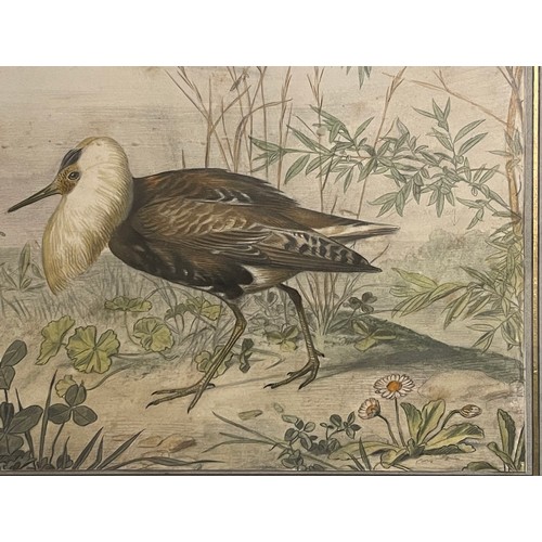 125 - Property of a Gentleman.Watercolour of an Exotic Bird. Attributed to Edouard Travies (1809 - 1865). ... 