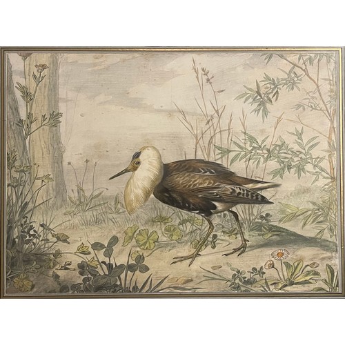 125 - Property of a Gentleman.Watercolour of an Exotic Bird. Attributed to Edouard Travies (1809 - 1865). ... 