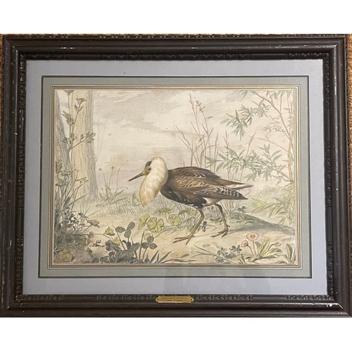 125 - Property of a Gentleman.Watercolour of an Exotic Bird. Attributed to Edouard Travies (1809 - 1865). ... 