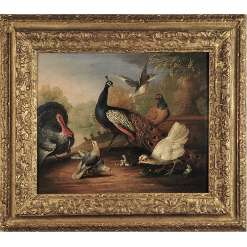 146 - Marmaduke Cradock (1660 - 1716)A Peacock, Turkey, Hen, Doves, Chicks and a PheasantOil on panelPrope... 