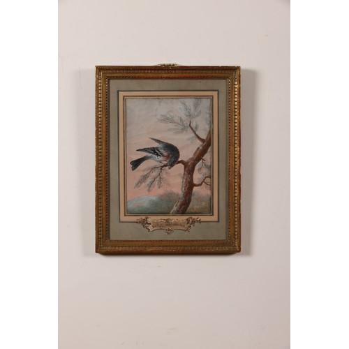 167 - Christoph Ludwig Agricola (1665-1719)A Brambling BirdGouache on paperDimensions:(Framed) 17.75 (H) x... 