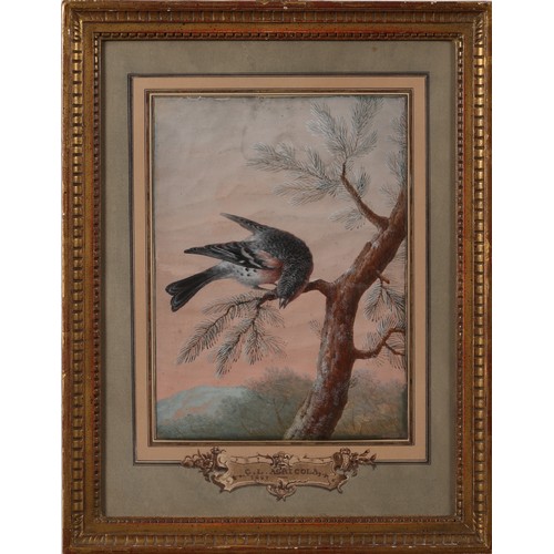 167 - Christoph Ludwig Agricola (1665-1719)A Brambling BirdGouache on paperDimensions:(Framed) 17.75 (H) x... 