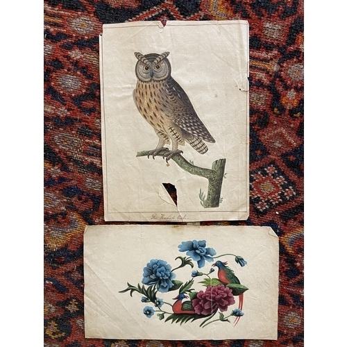 177D - Property of a ladyEnglish19th CenturyTwo anatomical watercolours of birds[a] A Horned Owl[b] Two Bir... 