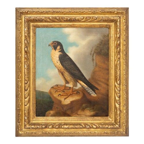 134 - Property of a GentlemanJohn Christopher Christman (c. 1766 - 1803)A Peregrine Falcon resting on a st... 