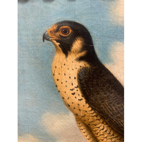 134 - Property of a GentlemanJohn Christopher Christman (c. 1766 - 1803)A Peregrine Falcon resting on a st... 