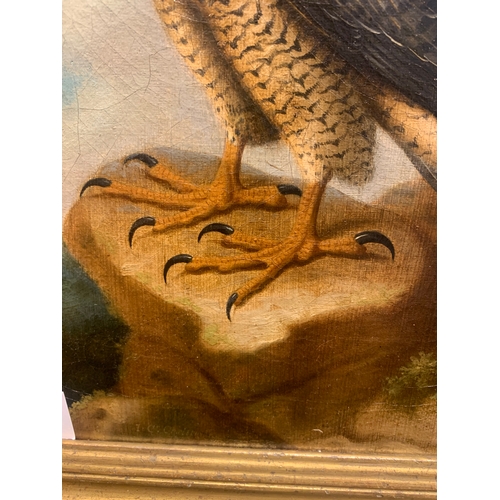 134 - Property of a GentlemanJohn Christopher Christman (c. 1766 - 1803)A Peregrine Falcon resting on a st... 