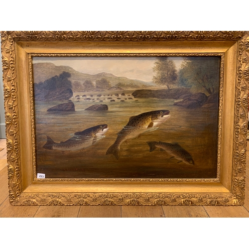 223 - Property of a GentlemanA. Roland Knight19th CenturyBrown trout in a streamOil on canvasSigned lower ... 