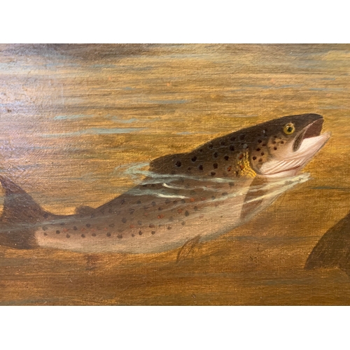 223 - Property of a GentlemanA. Roland Knight19th CenturyBrown trout in a streamOil on canvasSigned lower ... 