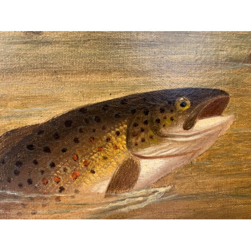 223 - Property of a GentlemanA. Roland Knight19th CenturyBrown trout in a streamOil on canvasSigned lower ... 