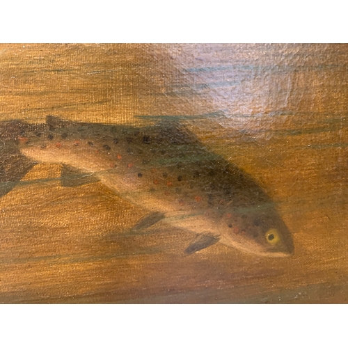 223 - Property of a GentlemanA. Roland Knight19th CenturyBrown trout in a streamOil on canvasSigned lower ... 