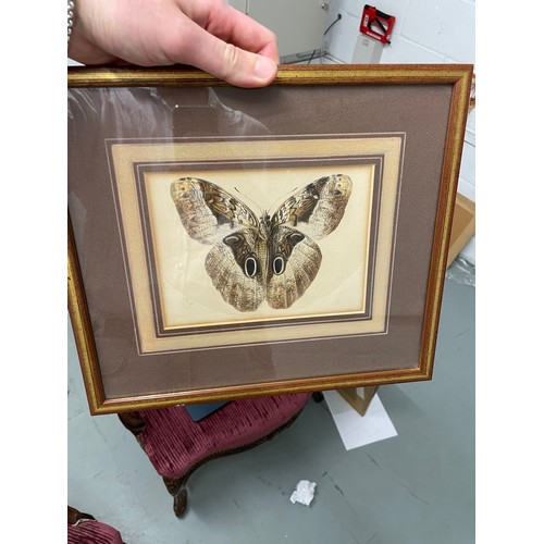 415 - Late 18th centuryA butterfly studyWatercolour on paperProperty of a NoblemanDimensions:(Paper) 5.5 i... 