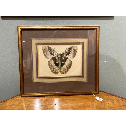 415 - Late 18th centuryA butterfly studyWatercolour on paperProperty of a NoblemanDimensions:(Paper) 5.5 i... 