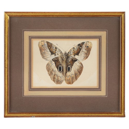 405 - Late 18th centuryA butterfly studyWatercolour on paperProperty of a noblemanDimensions:(Paper) 5.5 i... 