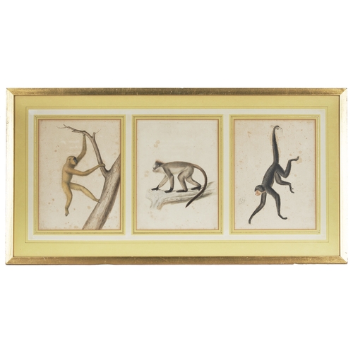 335 - Jean-Baptiste Audebert (1759 - 1800)A group of six watercolour studies of monkeysInscribed underneat... 