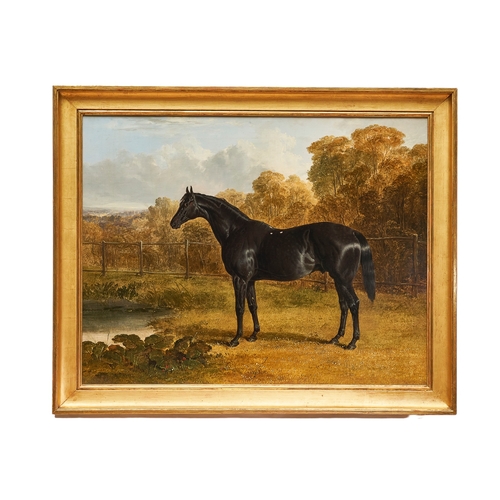 399 - John Frederick Herring Sr. (1795 - 1865), Portrait of the thoroughbred stallion Sheet Anchor, the Pr... 