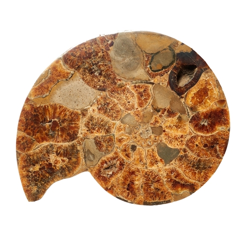 635 - JurassicAn attractive pair of large polished ammonite fossilsDimensions:12 in. (H) x 14 in. (W)... 