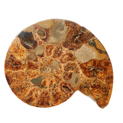 635 - JurassicAn attractive pair of large polished ammonite fossilsDimensions:12 in. (H) x 14 in. (W)... 