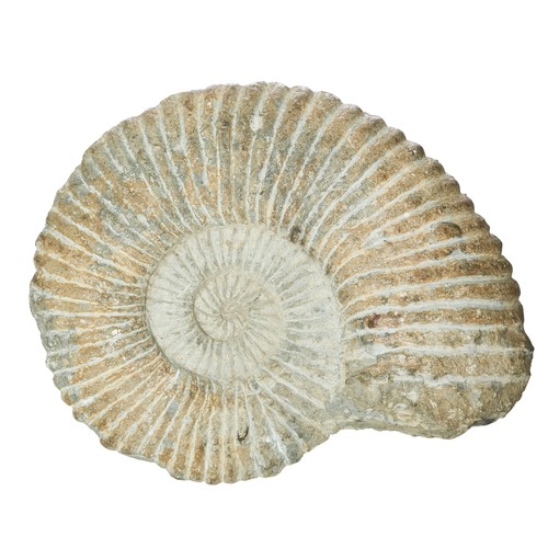 635A - JurassicA large ammonite fossilDimensions: 11 in. (W) x 13 in. (H)... 