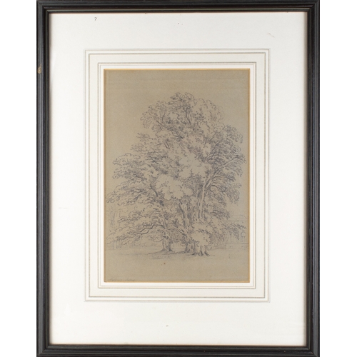 266 - Joseph Powell (c.1780-1834)Trees at Norbury, SurreyPencil on paperTitled lower leftDimensions: ... 