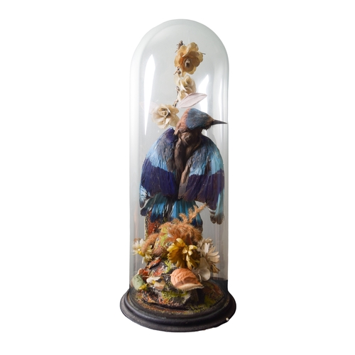 415 - EdwardianA collection of taxidermy specimensIncluding a barn owl, and a kingfisher in domed bell jar... 