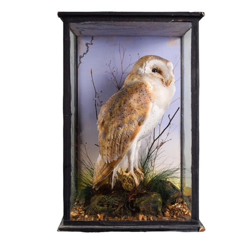 415 - EdwardianA collection of taxidermy specimensIncluding a barn owl, and a kingfisher in domed bell jar... 