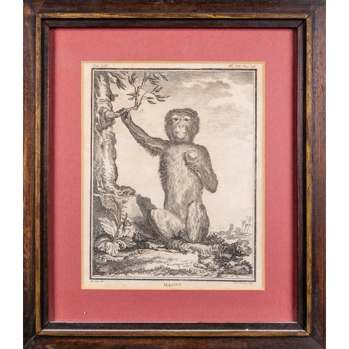 465 - 19th/20th CenturyA Pair of engravings and one print[a] Two engravings of Monkeys, 'Magot' and '... 