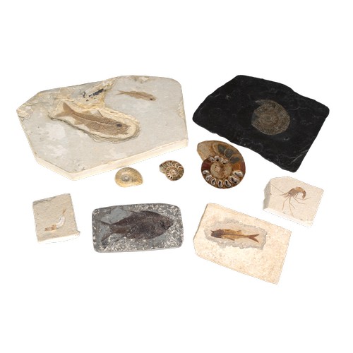 676 - A collection of fossilised fish