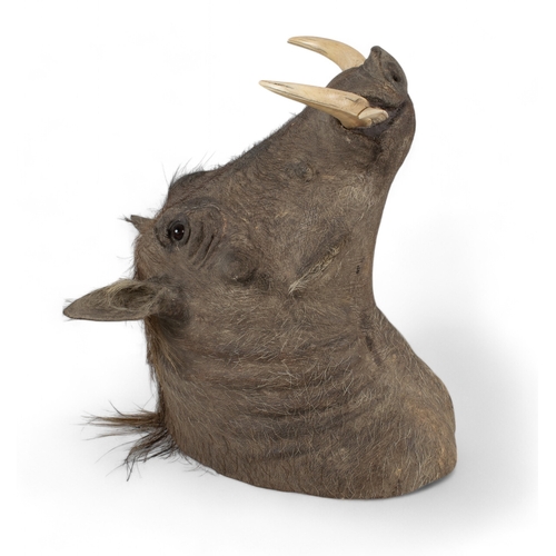 120 - AntiqueA taxidermy warthog headWith a label verso, 'lot 7/supplied by Robert Kime for Tim and Virgin... 