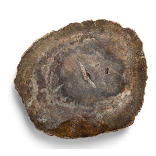 531 - A piece of petrified woodThe surface highly polishedProperty of a gentlemanDimensions:Approx. 10.5 i... 