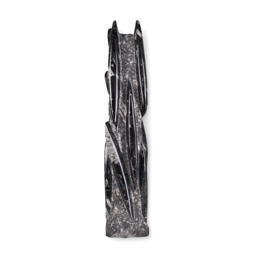 495 - Middle OrdovicianA large orthoceras fossilDimensions:19.5 in. (H) x 4 in. (W) x 3 in. (D)... 