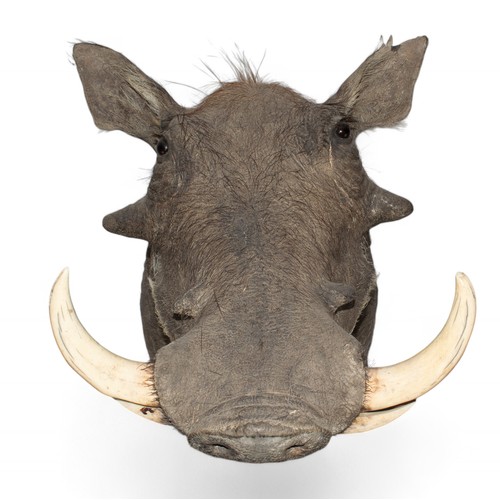 120 - AntiqueA taxidermy warthog headWith a label verso, 'lot 7/supplied by Robert Kime for Tim and Virgin... 