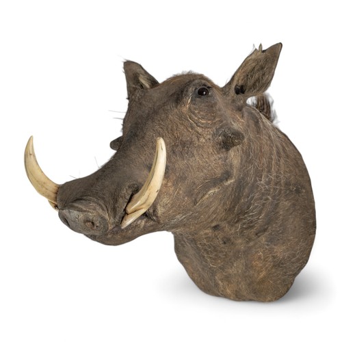 120 - AntiqueA taxidermy warthog headWith a label verso, 'lot 7/supplied by Robert Kime for Tim and Virgin... 