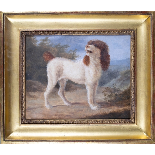 361 - Jacques-Laurent Agasse (Geneva 1767-1849 London)A Water SpanielOil on boardWith label verso, 'Je dec... 