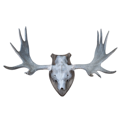 484 - A hunting trophy of a moose