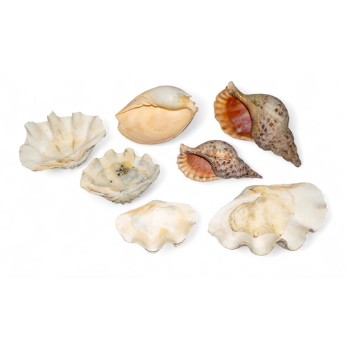 650 - A lot of large and exceptional conch and giant clam shells