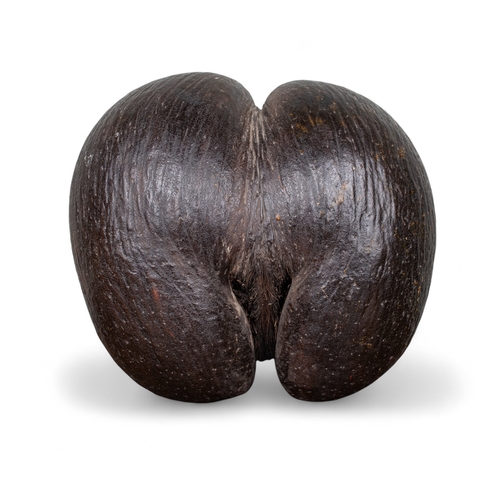 672 - A large, intact Coco de Mer nutSeychellesOf dark brown colourSometimes known as 'Love Nuts'Dimension... 