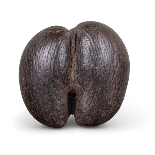 672 - A large, intact Coco de Mer nutSeychellesOf dark brown colourSometimes known as 'Love Nuts'Dimension... 