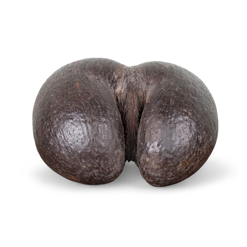 672 - A large, intact Coco de Mer nutSeychellesOf dark brown colourSometimes known as 'Love Nuts'Dimension... 